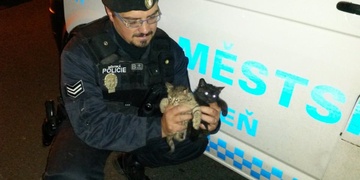 Řádně složitá záchrana koťat