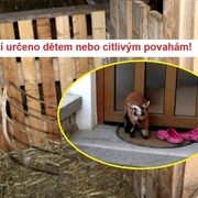 Zaživa přibodl jehně vidlemi k zemi a nechal ho několik hodin umírat