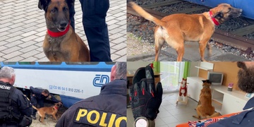 Čeští a němečtí psovodi spojili síly při hledání výbušnin a drog