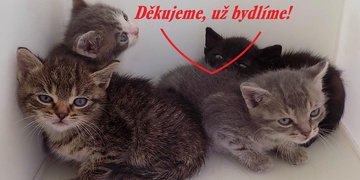 Plzeňáci díky, všechna koťata již mají nové majitele