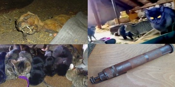 Muž vyhrožoval ženě usmrcením pomocí jateční pistole a následný zásah policie odhalil i další trestnou činnost