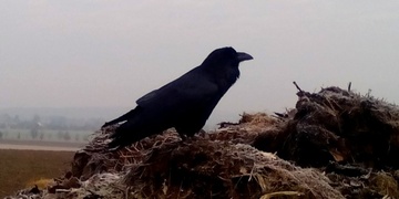 Hledá se majitel mluvícího krkavce. NALEZEN!