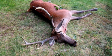 Nejsem žádný pytlák, já jsem jen zloděj!