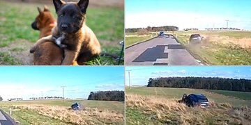 Ukradl auto i se psem a štěnětem uvnitř