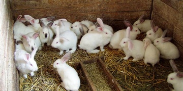 Zmizelo jednatřicet králíků