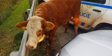 Uprchlá telata lovili strážníci i starosta