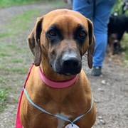 Hledá se Roxy