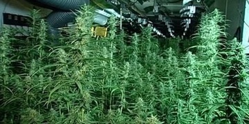 Tachovští kriminalisté úspěšně potírají drogovou kriminalitu