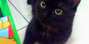 Neviděli jste ztraceného kocourka?