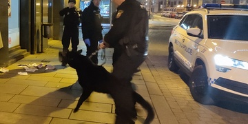 Roztrhaný pes, ukradené cukroví i záchrana přiotráveného muže