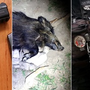 Strážník zastřelil divočáka služební pistolí