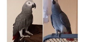 Hledá se papoušek Žako, slyšící na jméno Koky