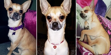 "Rocky, půjdem pa!" - pomozte pejskovi vrátit se domů