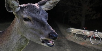 Kuriózní dopravní nehoda