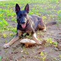 Další informace k případu pobodaného služebního psa