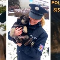 Pomozte nám pojmenovat nové policejní psí bojovníky