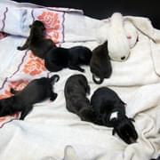 V Útulku pro zvířata v nouzi přibylo osm novorozených štěňat