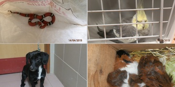 Kočky, psi, ale i hadi a ptáci