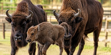 Plzeňská zoo hlásí další přírůstek, narodil se tam sameček zubra evropského