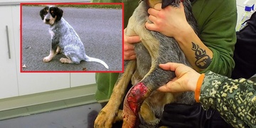 Poděkování čtenářky za záchranu života jejího štěněte ohaře