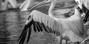 Pohřešovaný pelikán byl bohužel nalezen uhynulý