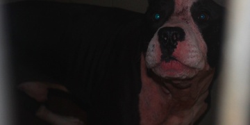 Pitbull napadl a velmi zle potrhal svého majitele