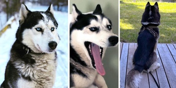 Rodina již tři týdny pátrá po huskym jménem Ace