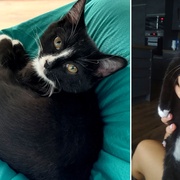 Koťátko Buffy se ztratilo v Plzni v ulici Pod Jezírkem