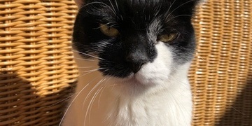 Hledá se kocourek Ríša