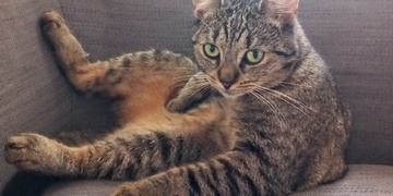 Pomozte prosím, ztratila se nám Rozinka