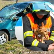 Řidička se otočila na psa na zadním sedadle a způsobila tak havárii