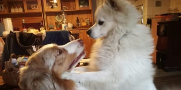 Míša je již doma!