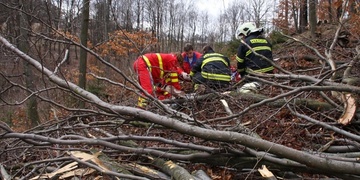 Tragická nehoda při těžbě dřeva