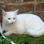 Stále se hledá kočičí kamarád Pipin