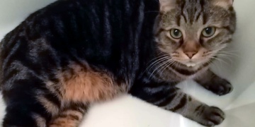 "Ztratil se nám náš Čertík!"