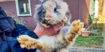 Živého králíka v boxu zahodili k popelnicím