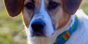 Hledá se Luis, prosím pomozte