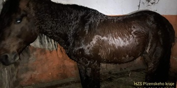 Kůň sklouzl z hráze a probořil se ledem