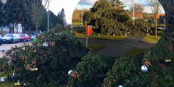 Dnešní vichr zlomil i vánoční strom v Křimicích