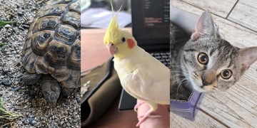 Šťastný konec pro želvu, pátrání po papouškovi a kočičce ale stále pokračuje