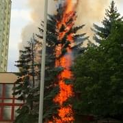 Požár stromu v Bolevci