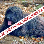 Aktualizováno: Armin je zpět doma, majitelé Vám děkují za pomoc