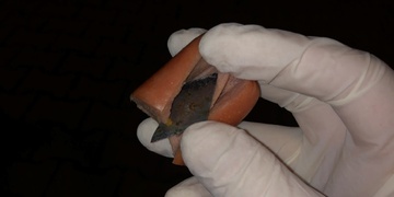 Buďte opatrní na své pejsky!