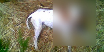 Traviči použili karbofuran, zatím zabili psa i lišku