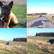 Ukradl auto i se psem a štěnětem uvnitř