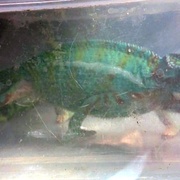 Neutekl vám chameleon?