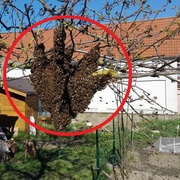 Pořádně velký roj a "vrahové včeliček"