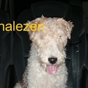 Tom je doma, děkujeme!