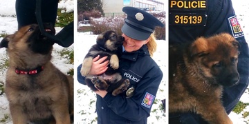 Pomozte nám pojmenovat nové policejní psí bojovníky