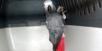 Výlet se šťastným koncem